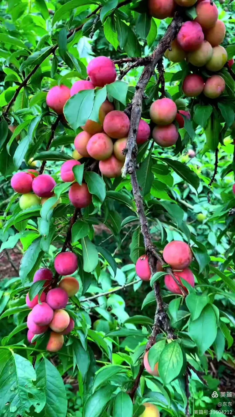 扁鹊:李子成熟挂枝头 硕果飘香满林间